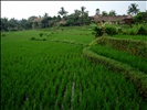 Ubud Rice Paddy Fields - Bali Indonesia (12)